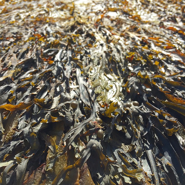 mořské řasy na mělčině